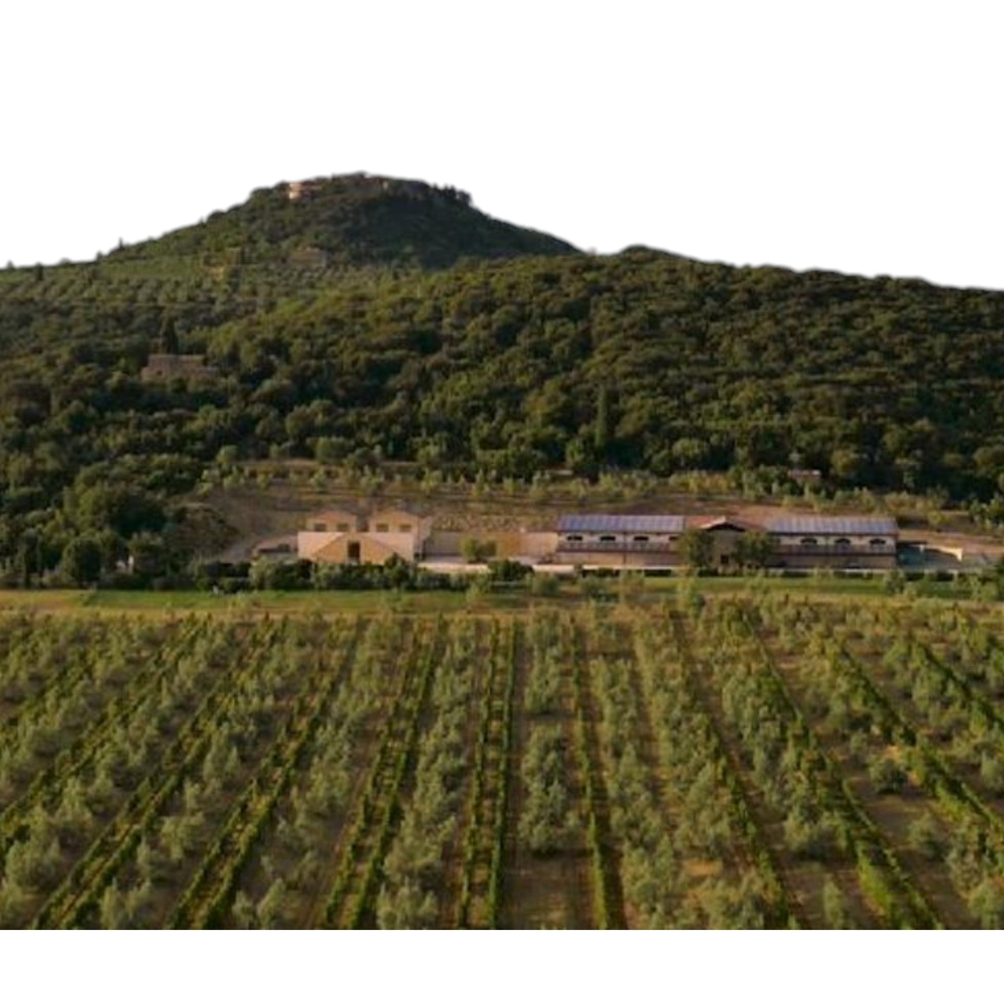 Tenuta il Poggione